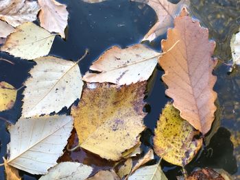 High angle view of maple leaves on water