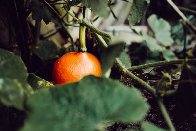 Close-up of pumpkin  growing on field