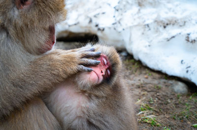 Close-up of monkey