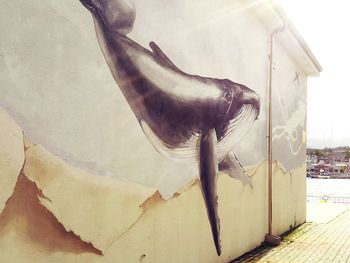 Close-up of horse in water