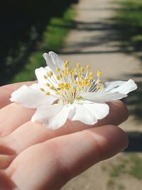 Close-up of hand holding white flowering plant