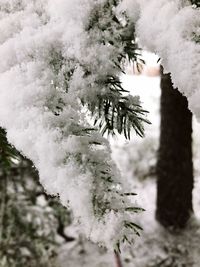 Close-up of snow on plant against sky