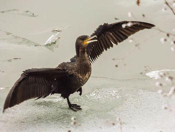 Close-up of eagle flying over water