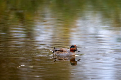 Ducks swimming in lake