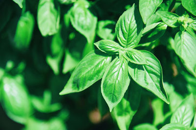 Close-up of green leaves