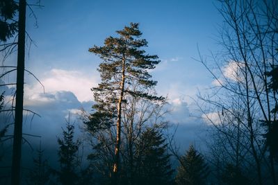 Low angle view of silhouette trees against sky