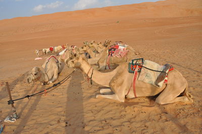 Horses in a desert