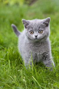 British shorthair kitten on a walk in the garden, walking on the grass and looking carefully. 