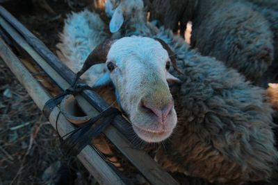 Close-up portrait of sheep in pen