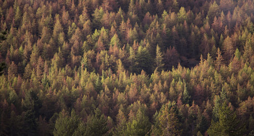 High angle view of pine trees in forest