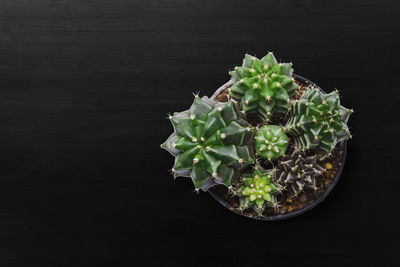 High angle view of potted plant on table against black background