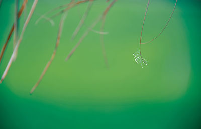 Close-up of water drops on green plant