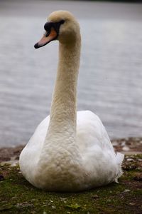 Close-up of swan on lakeshore