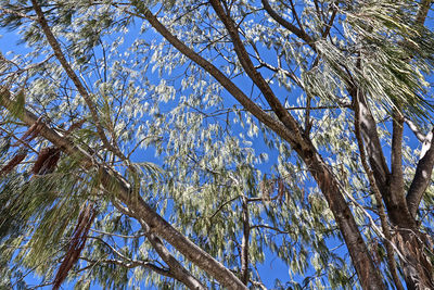 Low angle view of trees against blue sky