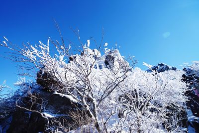 Low angle view of plants against blue sky