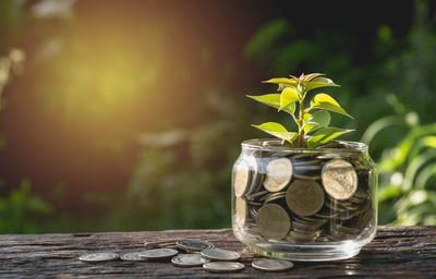 Close-up of seedling with coins in jar on table