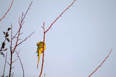 Low angle view of bird perching on branch against sky