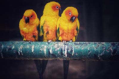 Close-up of parrot perching on metal