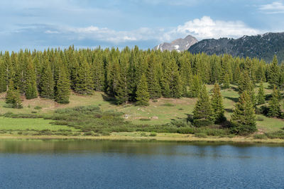 Scenic view of pine trees by lake against sky