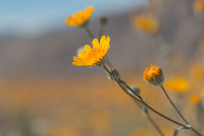 Close-up of yellow flowers blooming outdoors