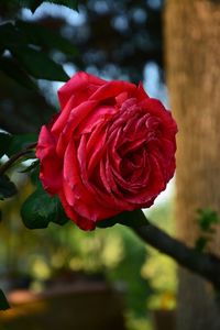 Close-up of red rose