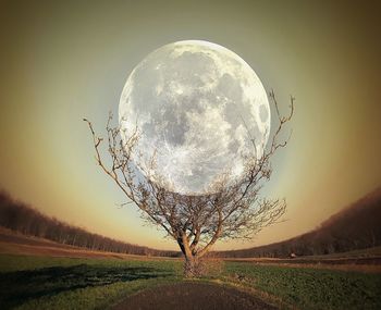 Tree on field against sky at night