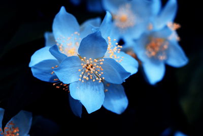 Close-up of flower blooming outdoors