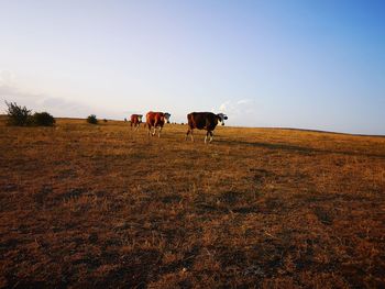 Cows on field against sky