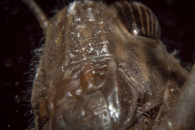 Close-up of fish in sea