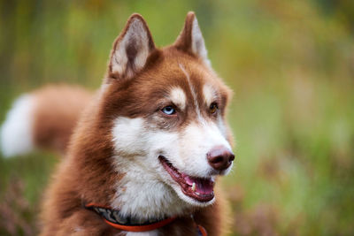 Siberian husky dog in collar with open mouth. siberian husky portrait, sled dog breed. husky dog