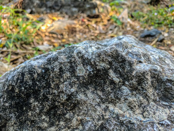 Close-up of lichen on rock