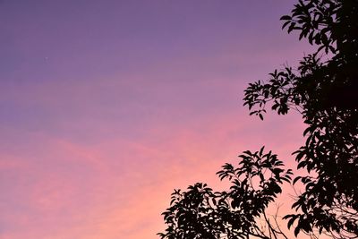 Low angle view of silhouette tree against romantic sky