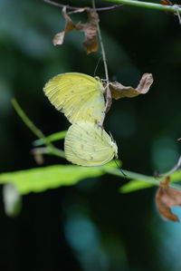 Close-up of insect on plant