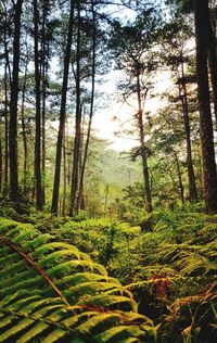 Scenic view of forest