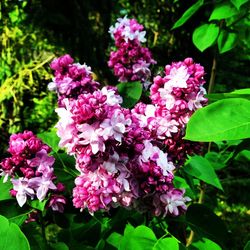 Close-up of pink flowering plants