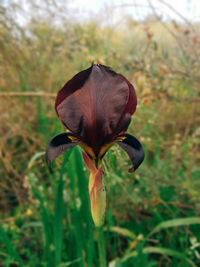 Close-up of wilted flower on field