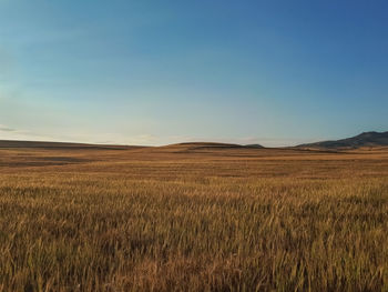 Scenic view of agricultural field against blue sky