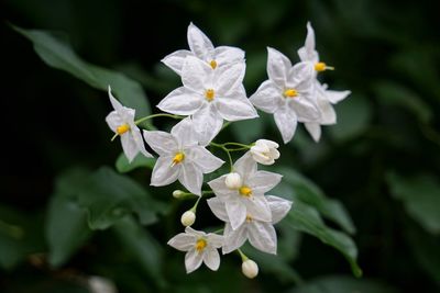 Close-up of white flowering plant