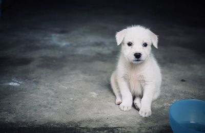 Portrait of puppy sitting outdoors