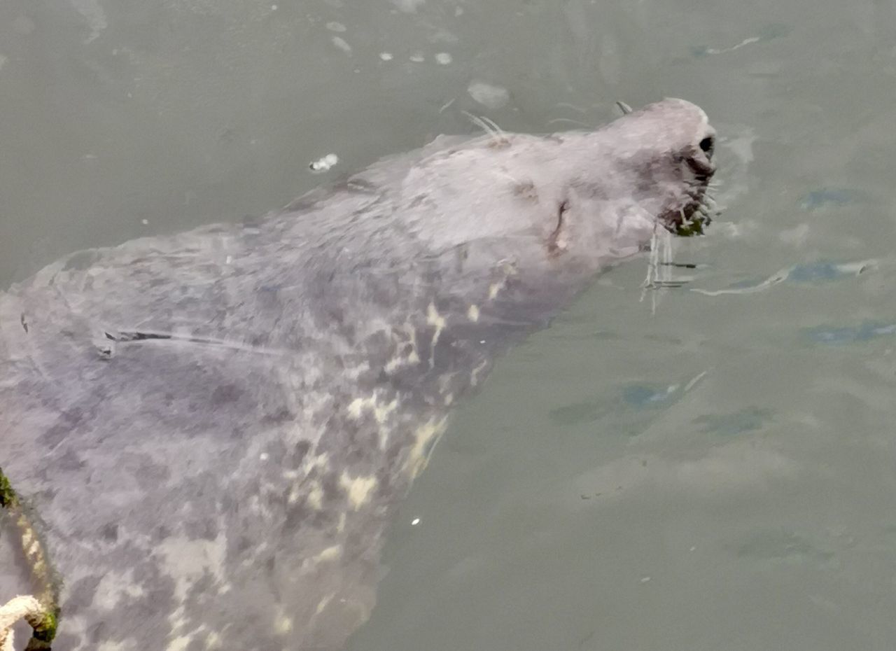 HIGH ANGLE VIEW OF SEAL SWIMMING IN SEA