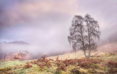 Trees on landscape against sky