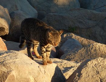 Full length of a cat looking away