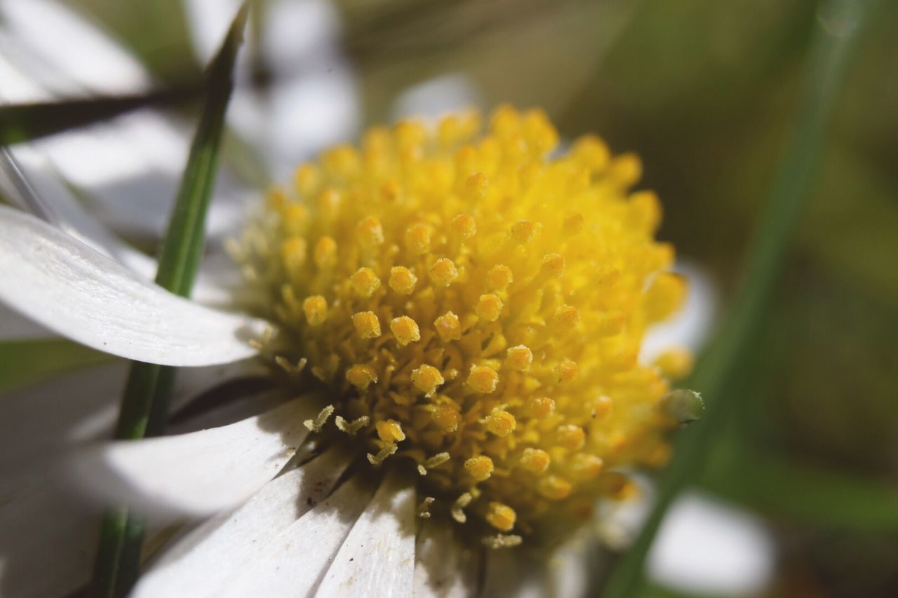 flower, flowering plant, vulnerability, fragility, freshness, beauty in nature, petal, plant, flower head, growth, close-up, inflorescence, yellow, pollen, nature, no people, selective focus, day, focus on foreground, outdoors