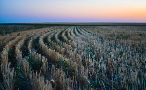 Crops growing on field against sky during sunset