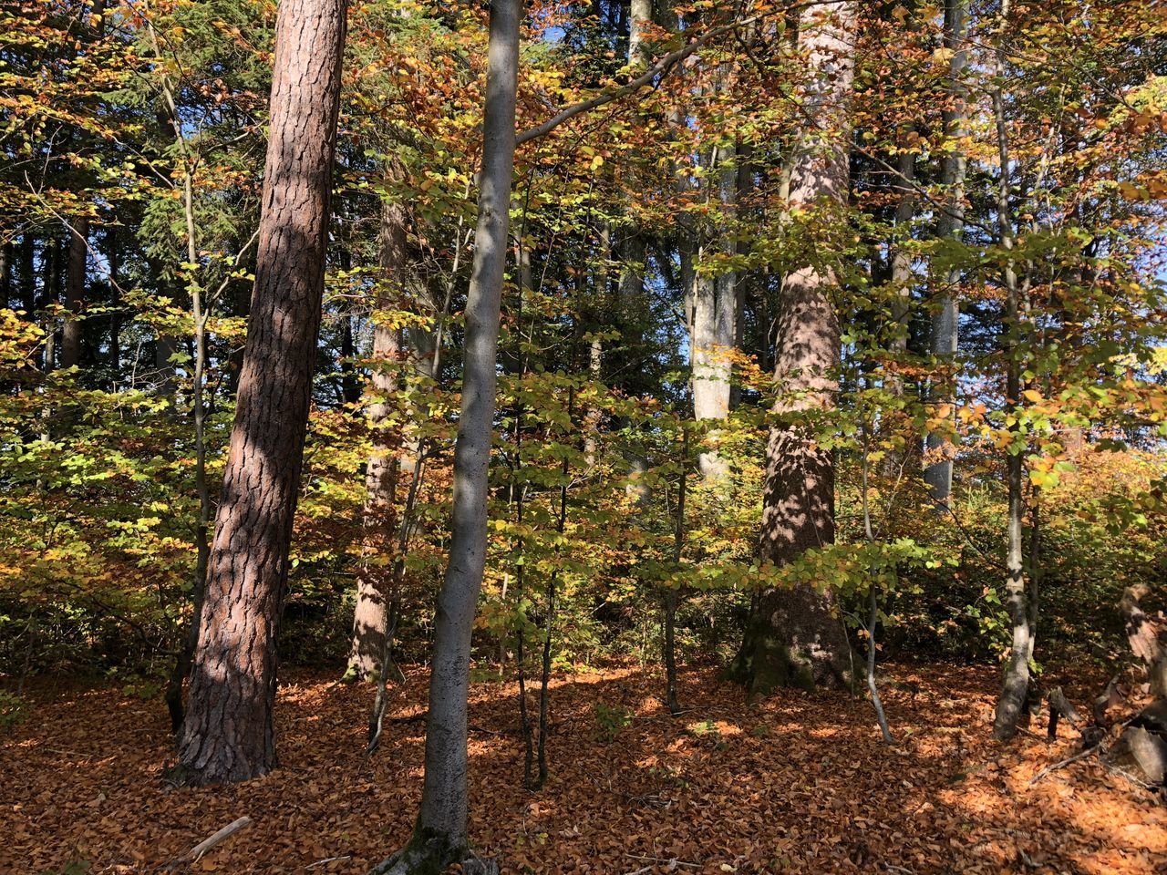 TREES GROWING IN FOREST