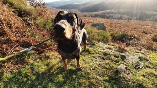 Portrait of dog on land