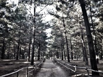 Road passing through forest