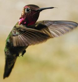 Close-up of a bird flying