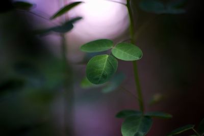 Close-up of green leaves