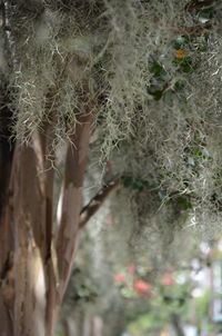 Plant growing on a tree